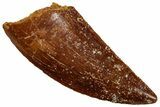 Serrated, Raptor Tooth - Real Dinosaur Tooth #295981-1
